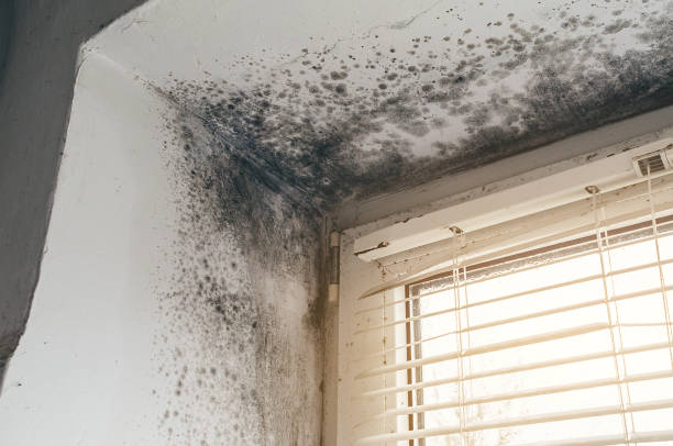 Trusted Bathroom Mold Removal service in Imler, PA - Cheap Mold Removal