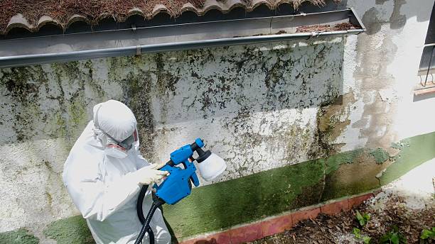 Top rated local Mold Remediation specialists in Imler, PA